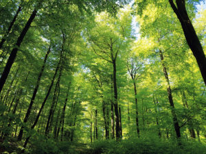 Foto: © emer/Fotolia
